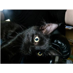 Help Black Cats Improve Their Luck