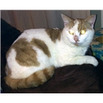 Winston home again, thanks to Cats Protection