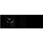 Can you home a Black Cat?