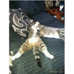 Flaked out Kitties