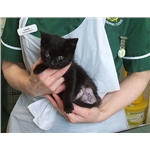 Caring For Crossley