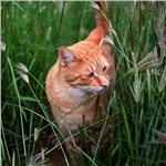 Cats through the ages: Present and future - episode 5 Cats through the ages: Present and future - episode 5