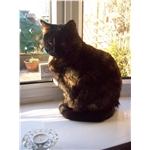 Heidie gets rehomed... at last!!
