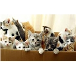 Neutering News
