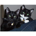 Kittens - Part of our family!