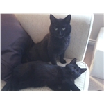 Oliver and Molly the two timid kittens