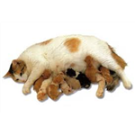 Neuter your cat for FREE
