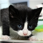 Can you provide a loving new home to a CP kitten?