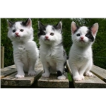 Kitten Appeal
