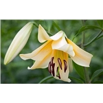 Lethal Lillies