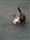 Mousers Seek Employment Opportunities