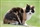 Cats breath life into dying town