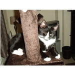 Mittsy reunited with her brother!
