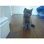 Please Donate to help Billy and rest of our kittens