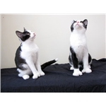 Gosport kittens land on their super-sized paws!