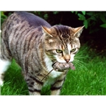 House a Mouser