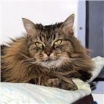 Forgotten feline pensioners left on the shelf