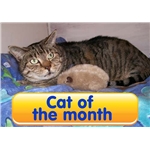 Cat of the Month