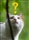 Name that cat!