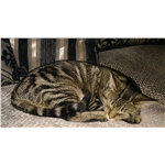 Rehomed Cat Rhubarb