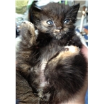 Please help us help cats like Seren