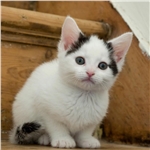 Fun runners support Simeon: the cutest thing on three paws!