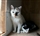 Snowy finds a forever home!!!