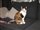 Update from Tibby's new family