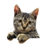 Journal readers pets