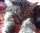 Microchipping success story