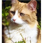 Homes for barn cats needed!
