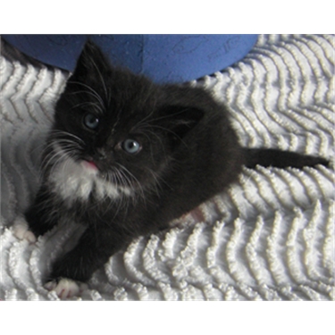 Have you considered cat fostering? Have you considered cat fostering?