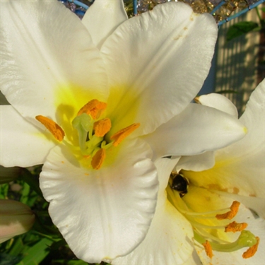 As the weather improves and Easter arrives lilies become a common sight in