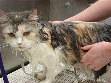 Training day at Pets at Home