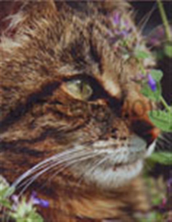 cat