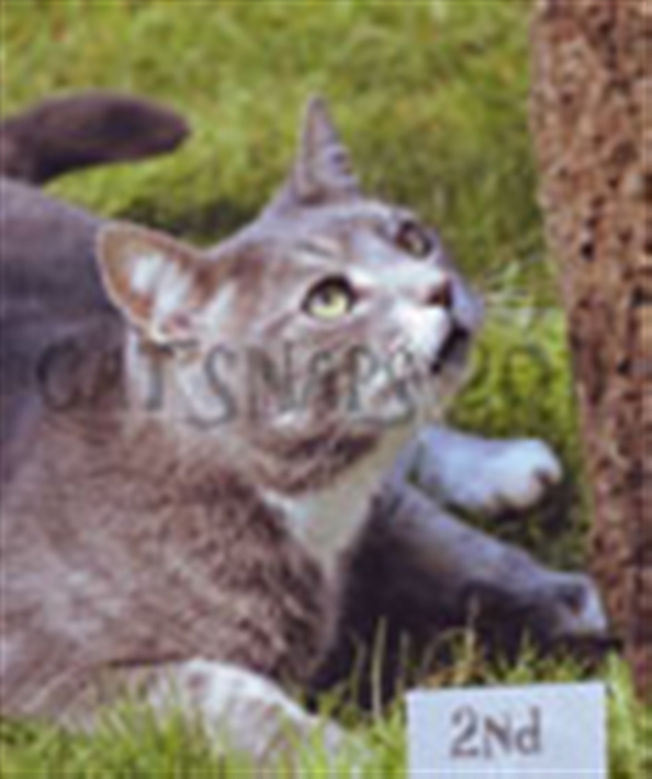 cat