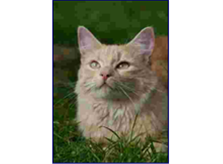 Neutering image