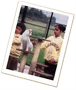 Children meeting the cats