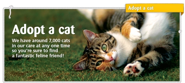Adopt a cat