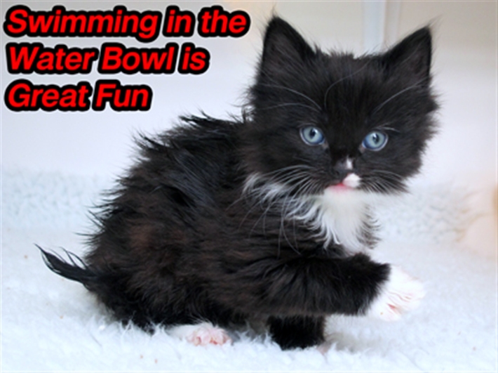 Kitten Wet 01