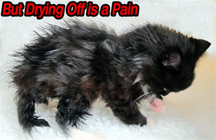 Kitten Wet 04