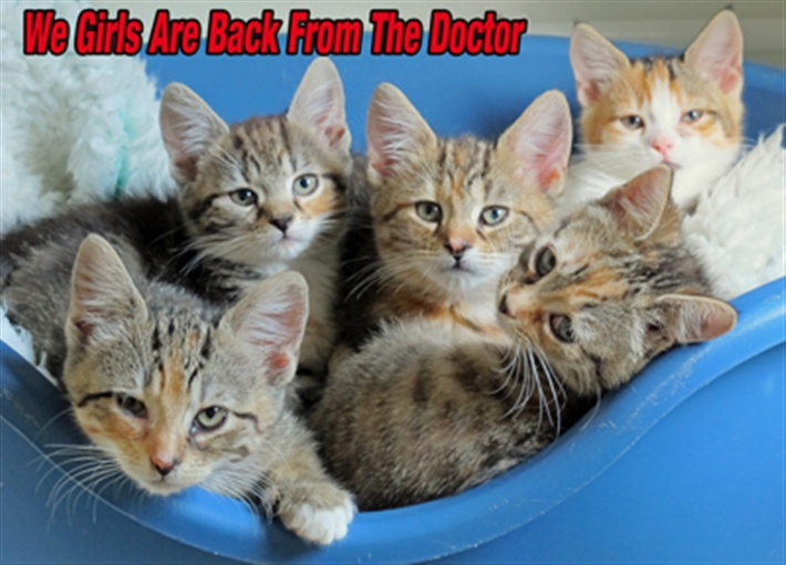 Girls and Doctor