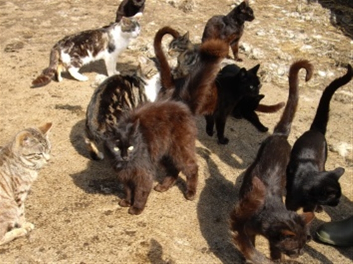 Here is one of our feral colonies enjoying the sun and some food!