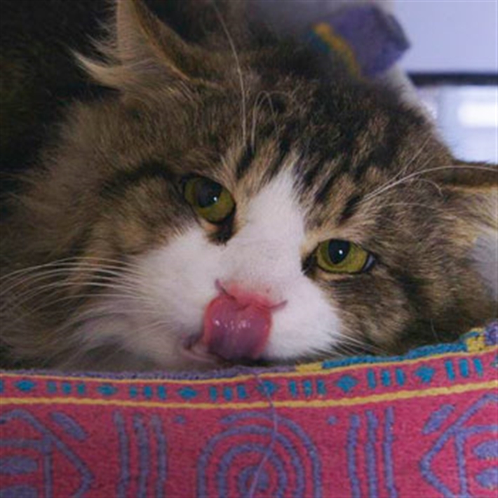 Cat licking lips