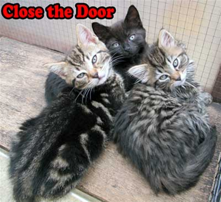 Door