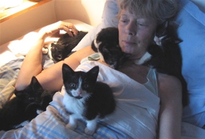 Fosterer Dana with five black and white kittens