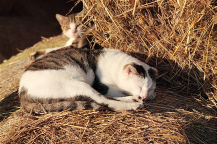 Two cats drowsing on hay bales