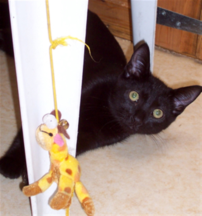 Smiley playing while at our cattery