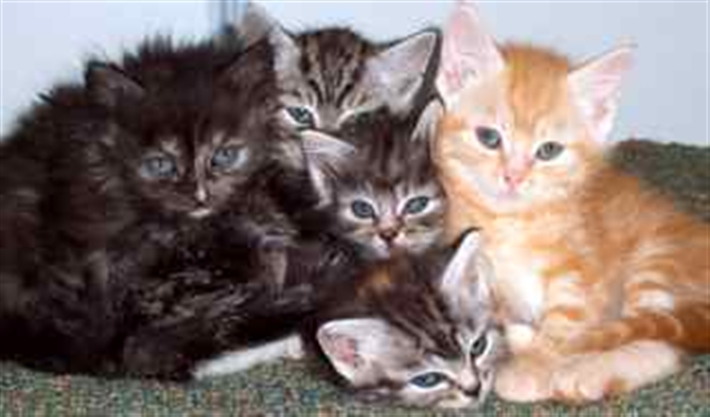 Some of the kittens we have homed in 2010
