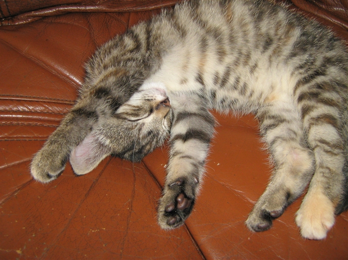 a sleeping Gemma